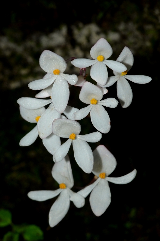Begonia adscendens eFlora of India
